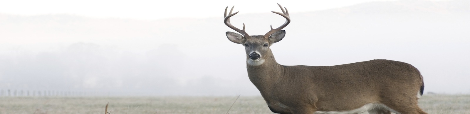 Deer in the morning mist