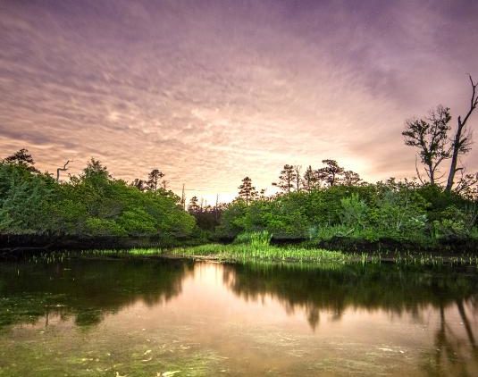 Zekiah Swamp at Sunset