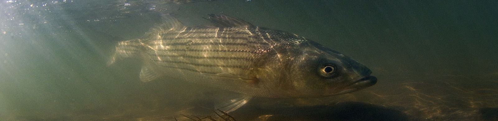 Striped Bass