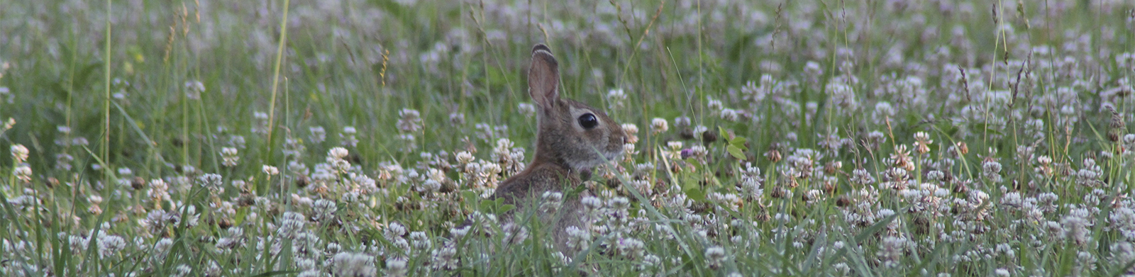 bunny in a field