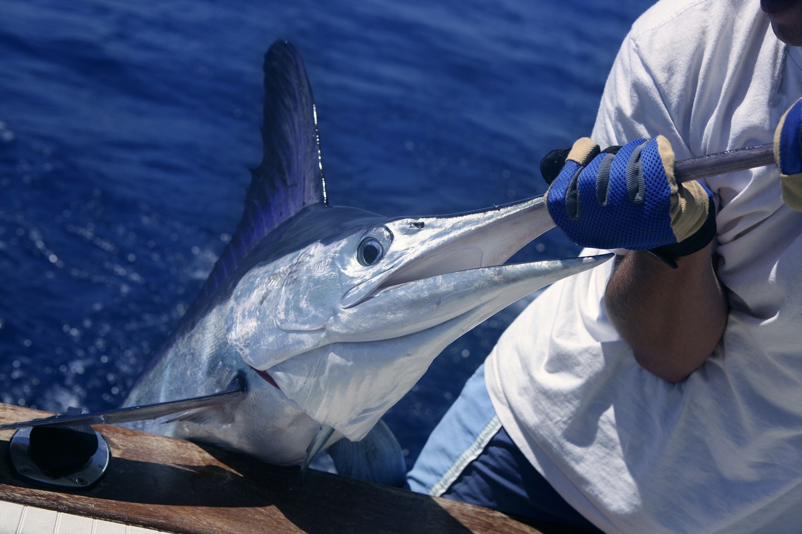 Person holding a Marlin