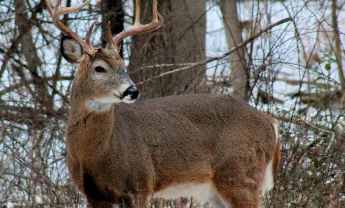 The Challenges of Late-Season Deer Hunting