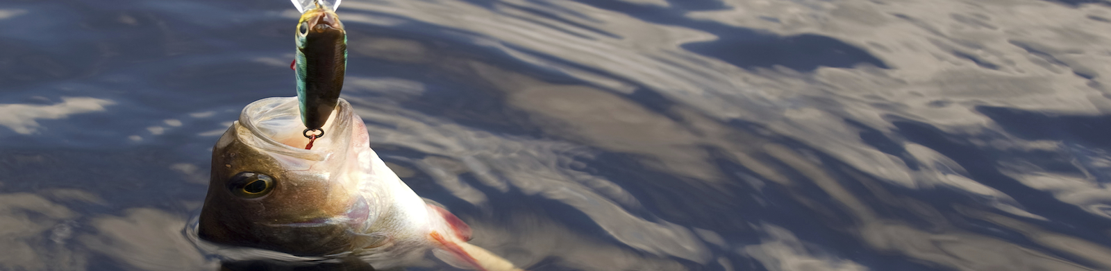 Small Mouth Bass