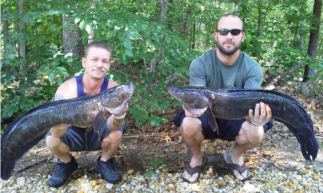 where snakehead can be found