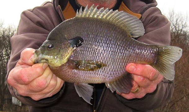 Maryland’s Winter Panfish