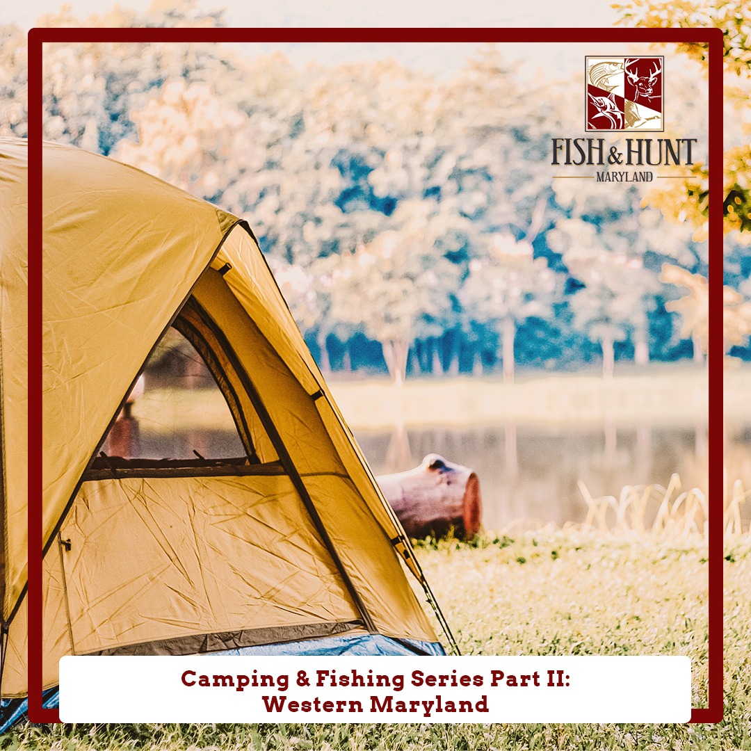 camping and finshing series part II