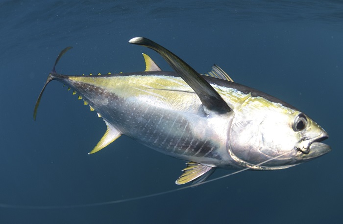 Sport Fish