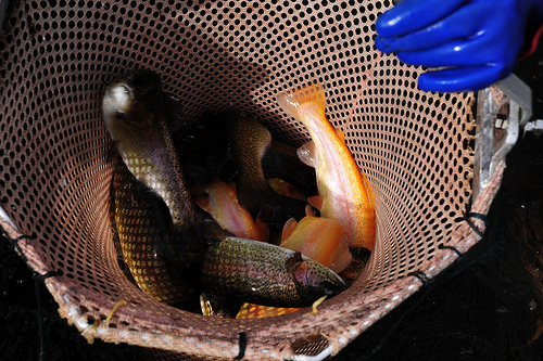 Brown, golden, and rainbow trout in a net