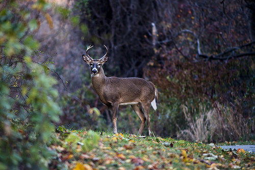 White-tailed buck standing in the grass