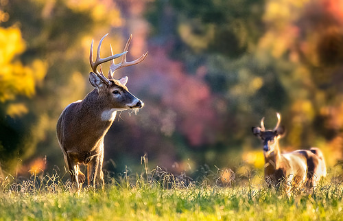 Two bucks standing in a field