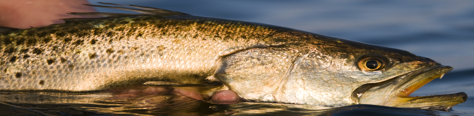 Hands holding a fish above the water