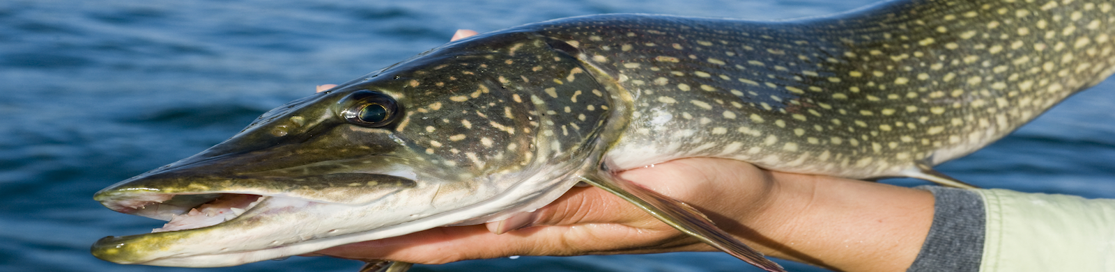 Hands holding a Northern Pike