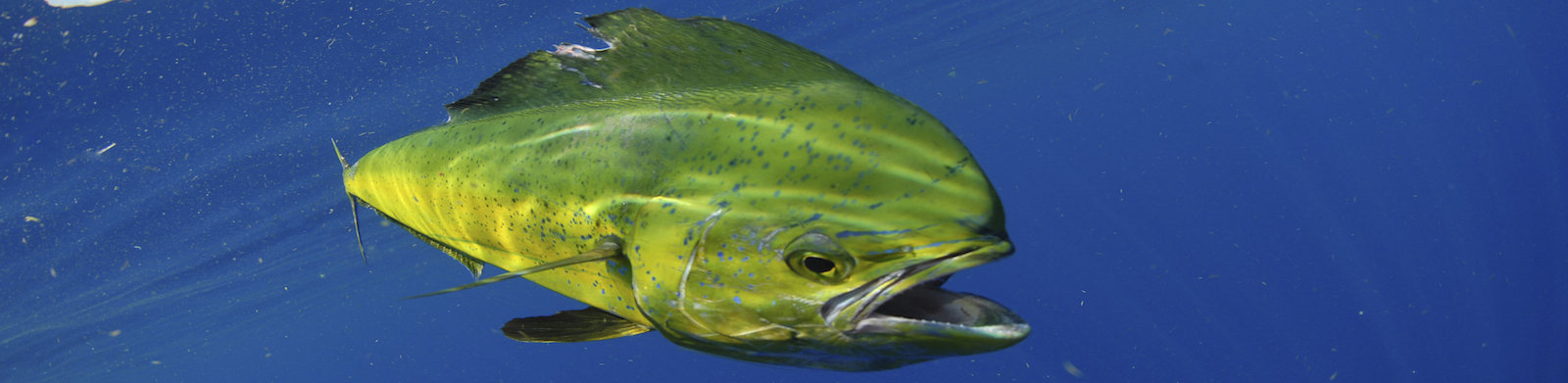 Mahi swimming in ocean