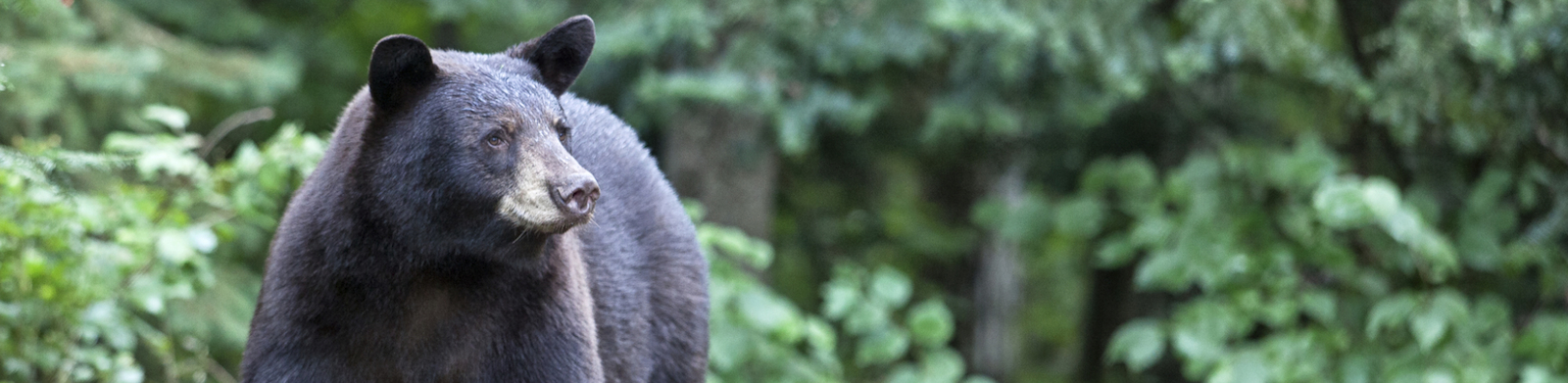 American black bear