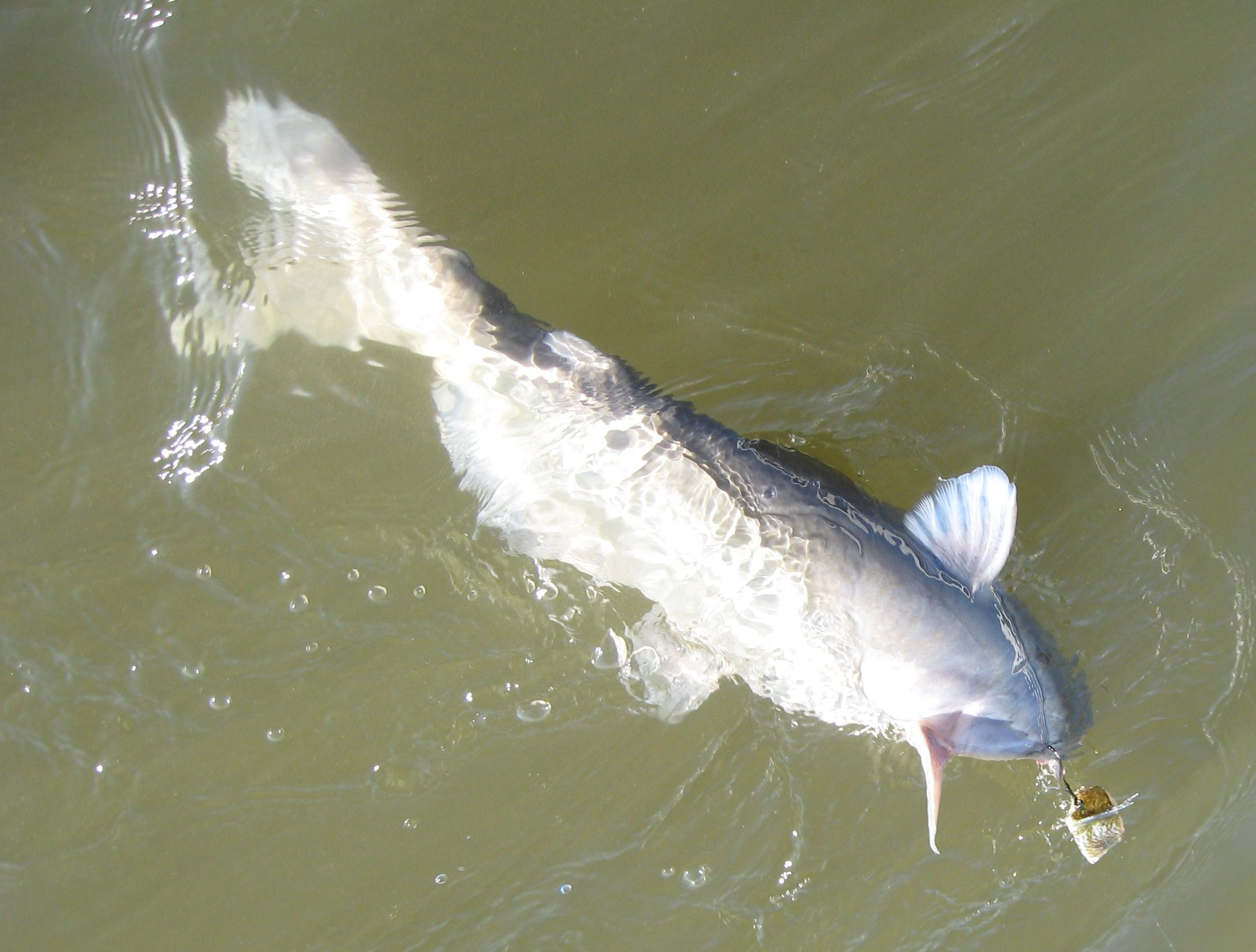 Large catfish being reeled in