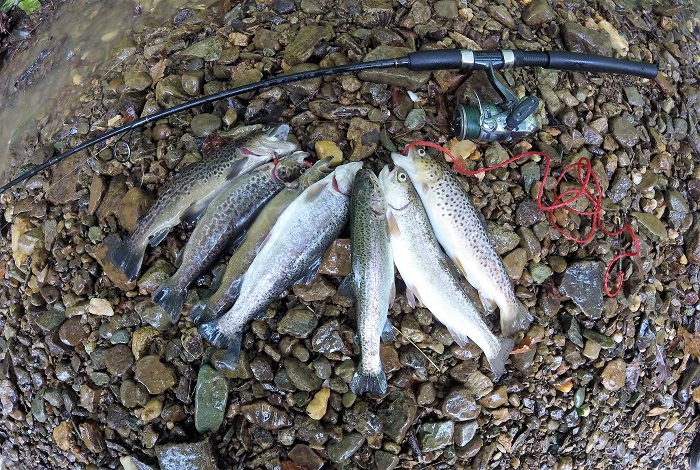 Trout