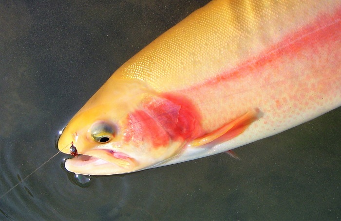 Catoctin Trout