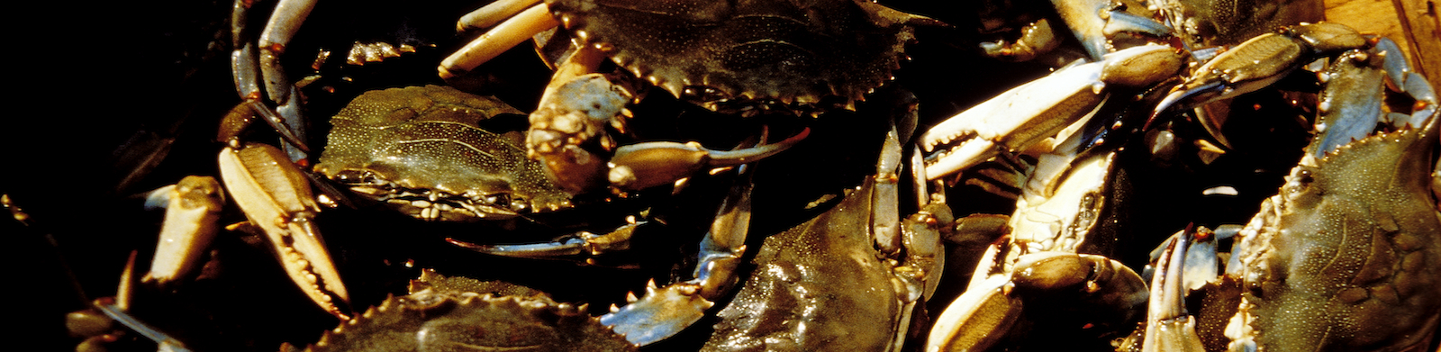 Bushel of blue crabs