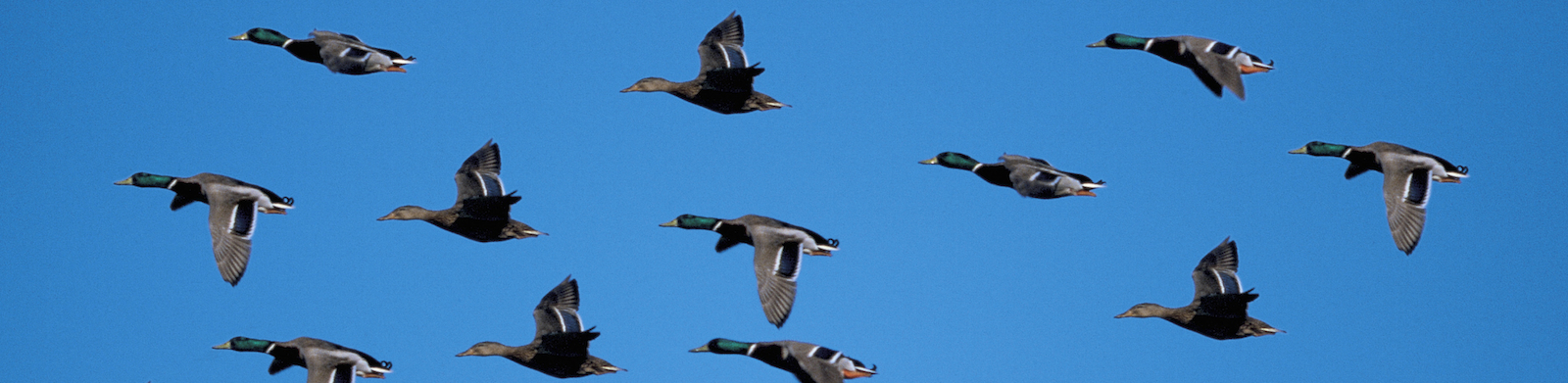 view of a flock of ducks flying south