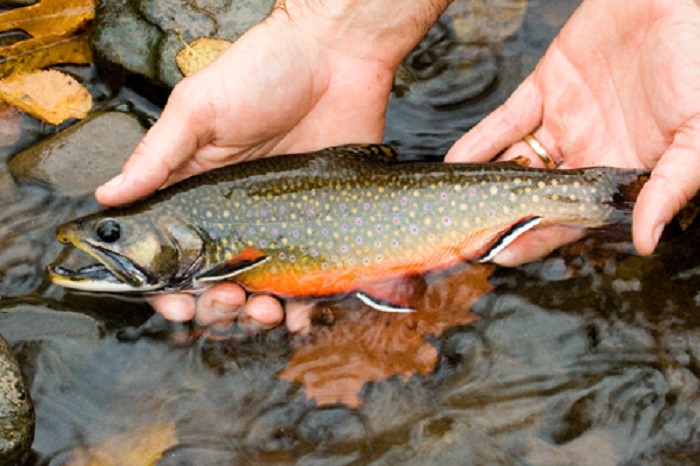 Hands holding a trout above a stream