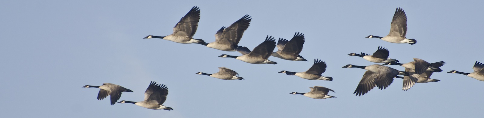 Flock of Canada Geese Flying in Blue Sky