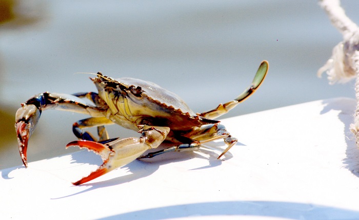 Crab