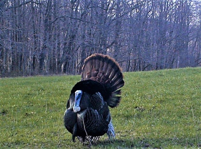 Turkey
