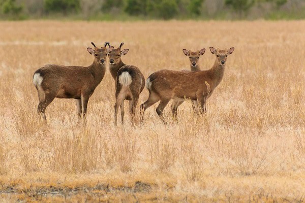 Sika Deer