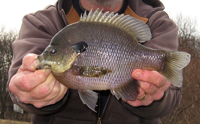 Winter Panfish