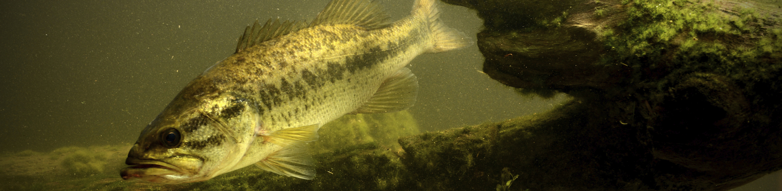 underwater largemouth bass fish