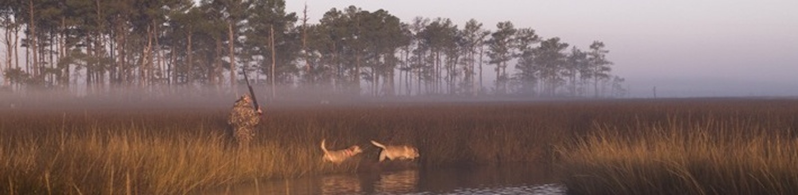 Two hunting dogs walking along a stream