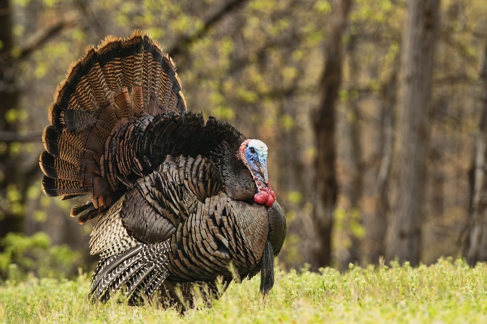 Fall Turkey Season