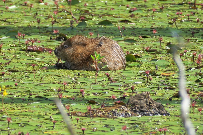 Muskrat in the water surrounded by water lilies
