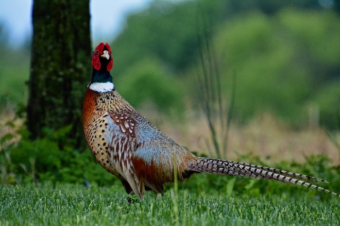 Pheasant