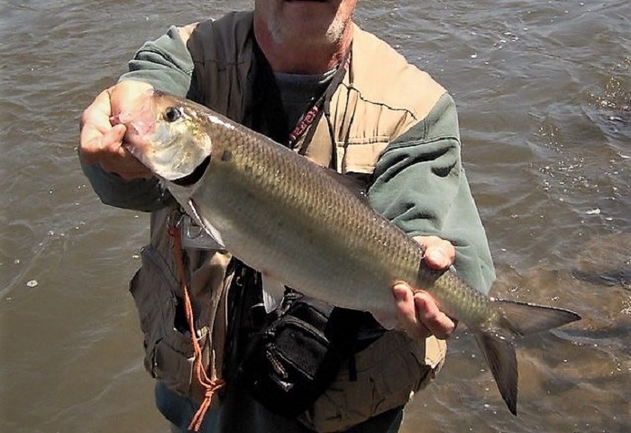 Hickory Shad
