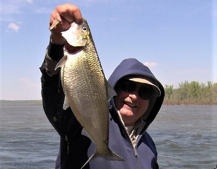 Hickory Shad