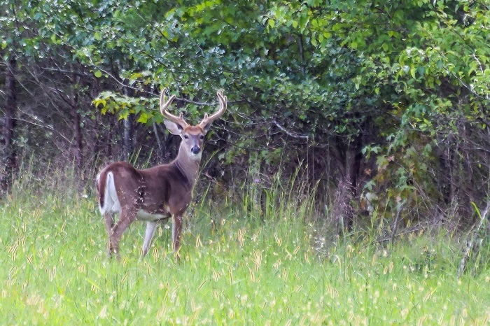 Large buck standing in a field
