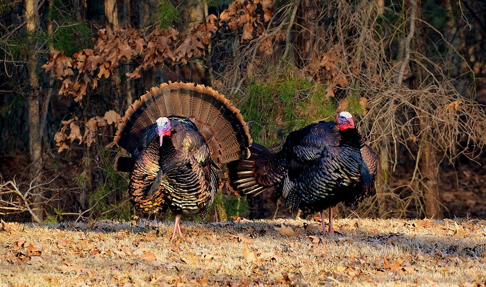 Spring Turkey Season