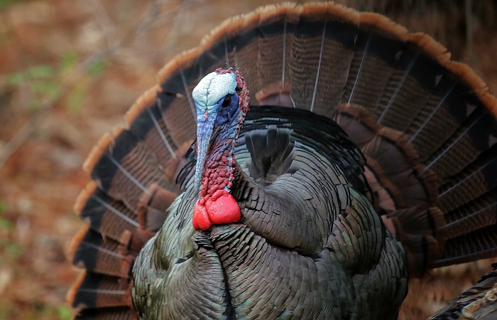 Spring Turkey