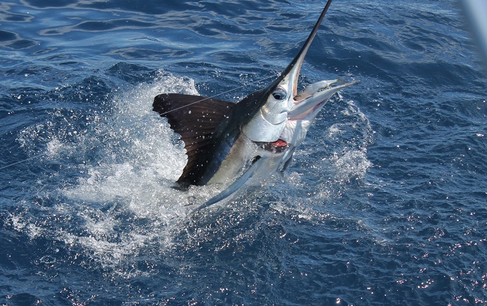 white marlin