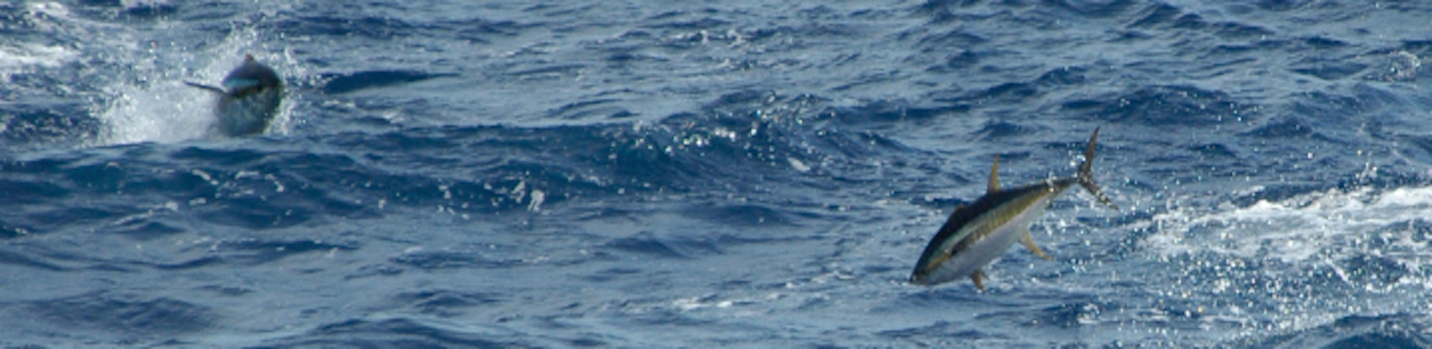 Leaping yellowfin tuna