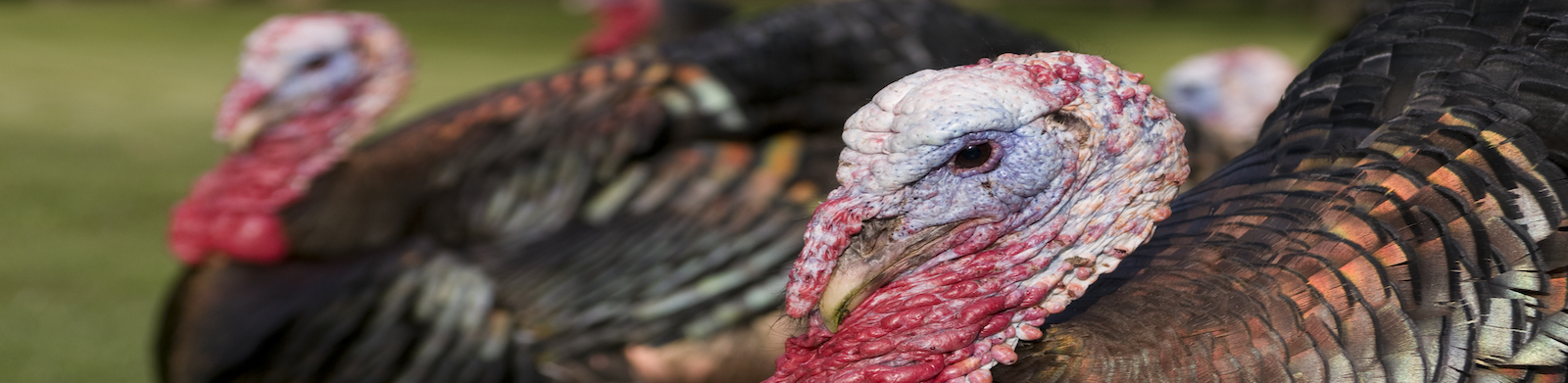 Close up of a turkey