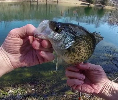 Hands holding a crappie