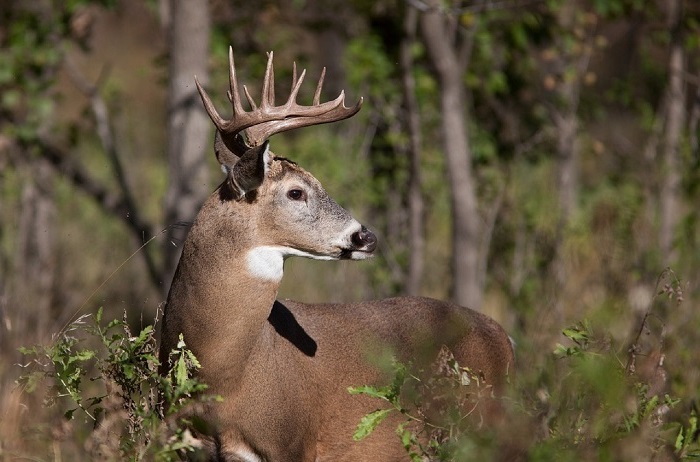 Deer in Western Maryland