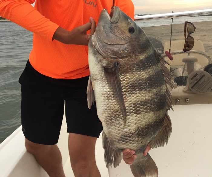 Sykesville resident Robert Martin holding an 18-pound sheepshead