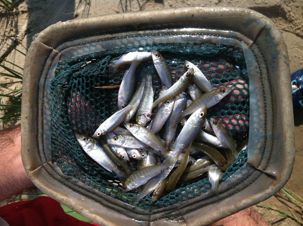 Net full of striped bass
