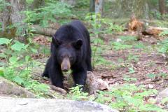 Hunting and Fishing in Maryland