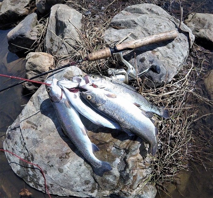 Trout