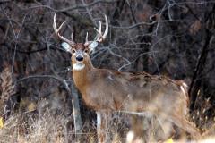 Hunting and Fishing in Maryland
