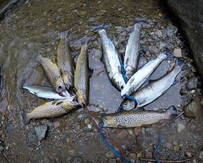 Trout